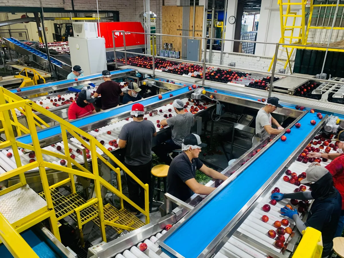 Convoyeur d’une machine de tri postal en mouvement